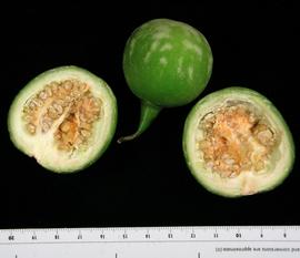   Fruits, seeds, embryos:   Solanum glaucescens ; Photo by N. Diaz, USDA APHIS PPQ, imageID.idtools.org
